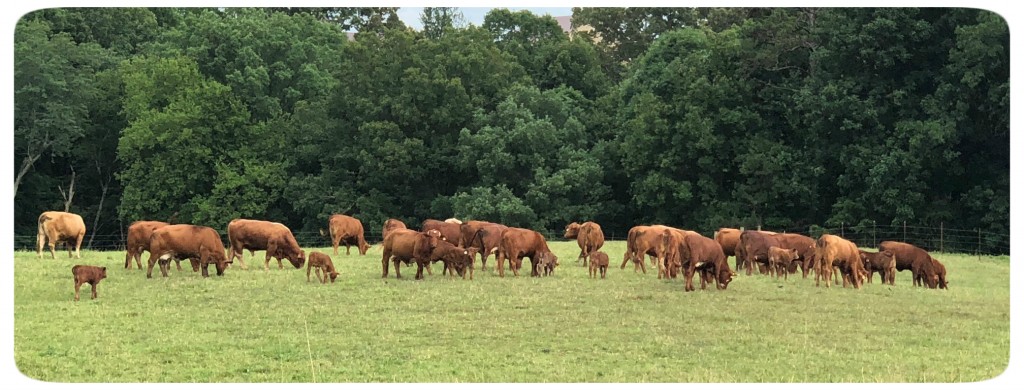 Cedar Hill Beefmaster 18 cows