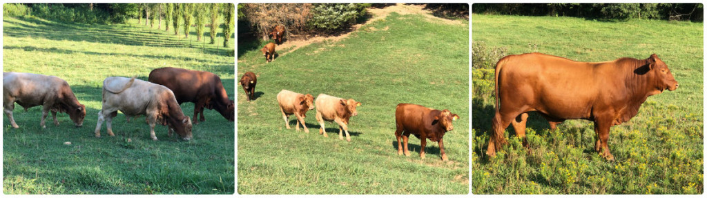 Cedar Hill Farm Beefmaster Bulls
