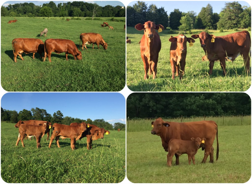 Cedar Hill Farm Tennessee collage 2