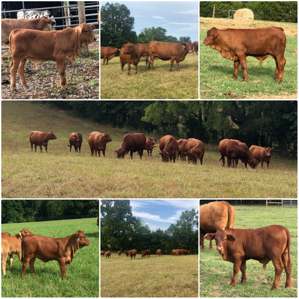Cedar Hill Farm cattle