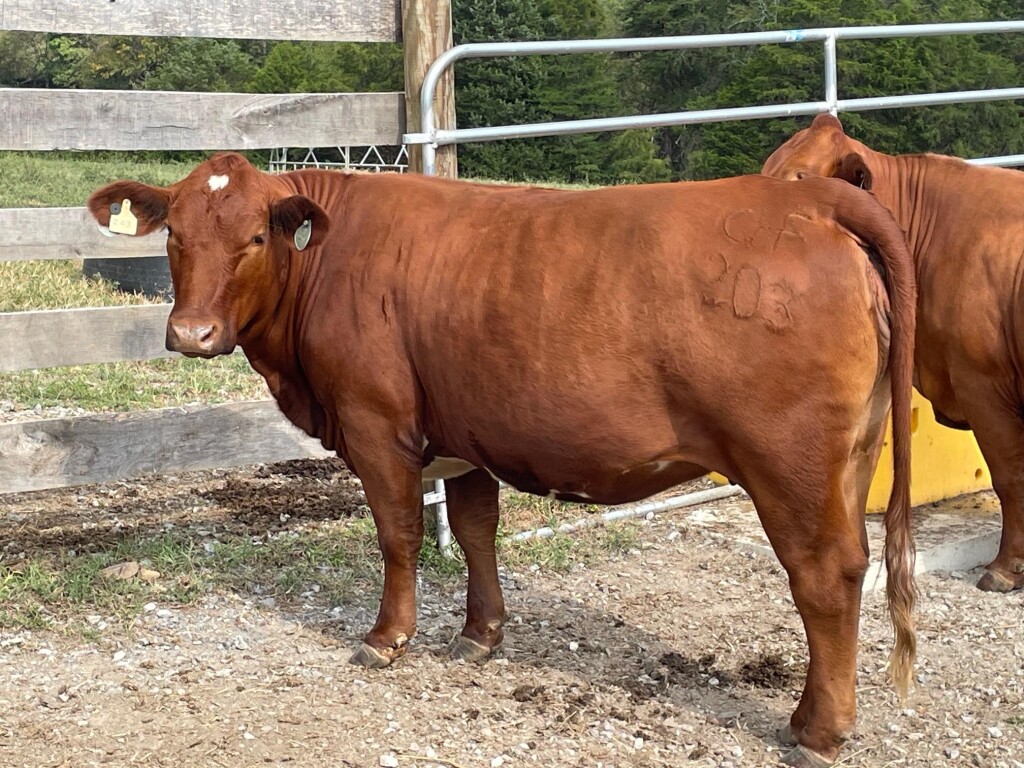 Beefmaster Bred Heifer, sired by Cedar Oak Traveler  and bred to Cedar Oak Cornerstone, due to calve October 2024.