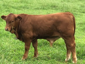 Sired by Rocky River Parson