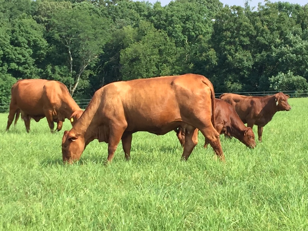Cedar Hill Farm beefmaster cattle