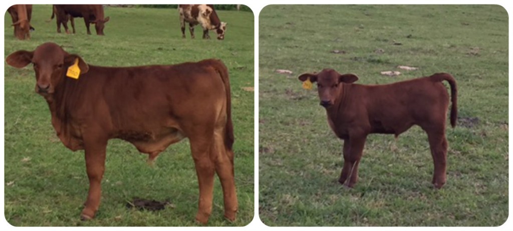 Spring calves, Lt. bull calf sired by Logan Rocky River Parson, Dam: Dr. Love 
