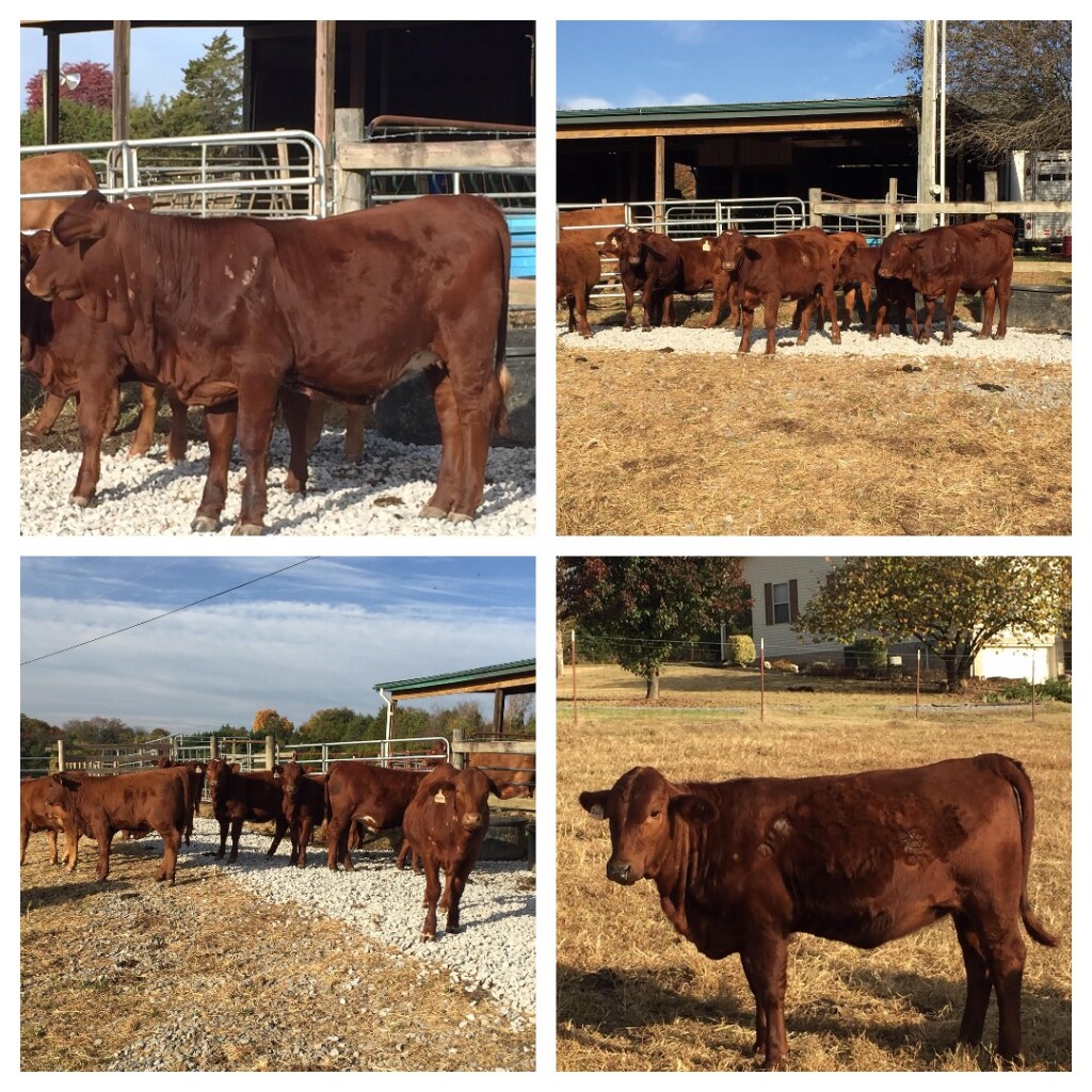 Heifers we weaned a couple of weeks ago. First calves from Cedar Oak Traveler. Available for sale around Thanksgiving.