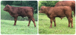 2 month old heifers sired by CF Makers Mark out of a Rocky River Parson daughter.