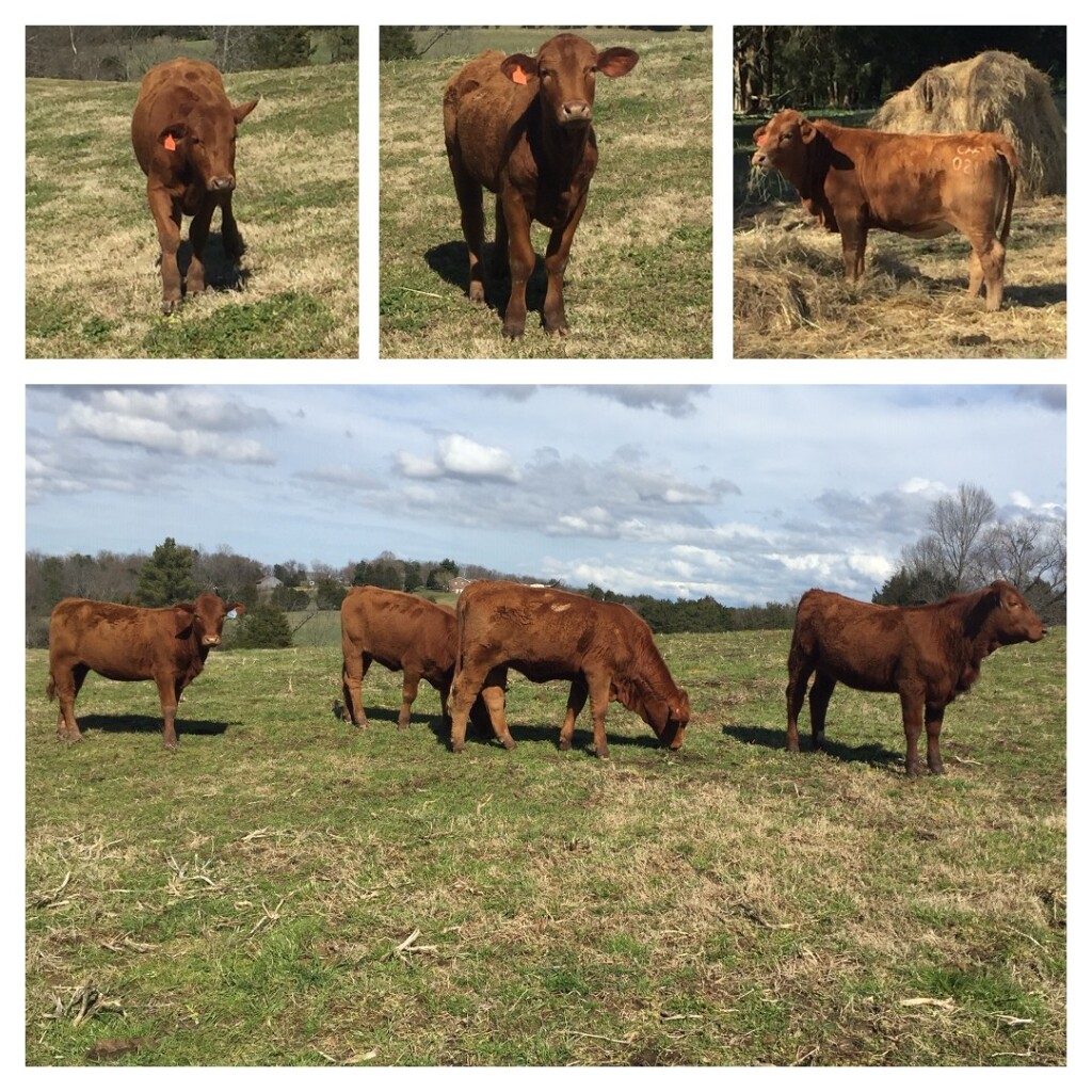 Beefmaster Heifers Tennessee