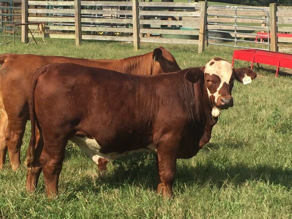 6 month old bull by Cedar Oak Traveler, raised on momma and grass, NO creep feed, For sale this fall.