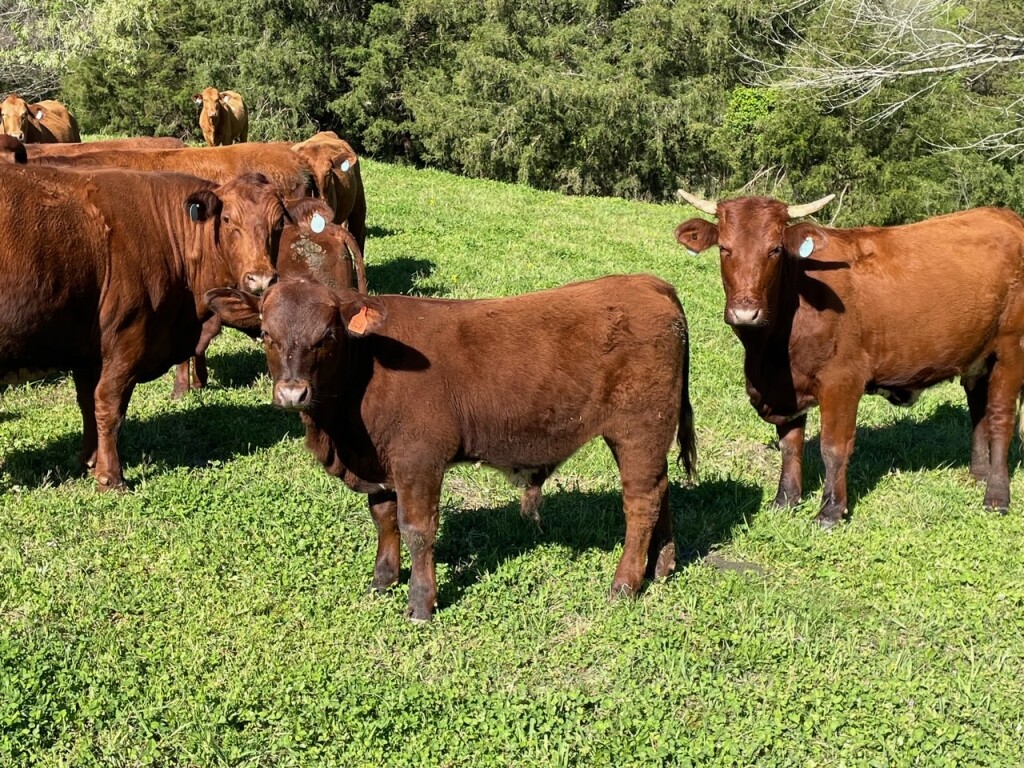 Cedar Hill Beefmaster Bulls 3