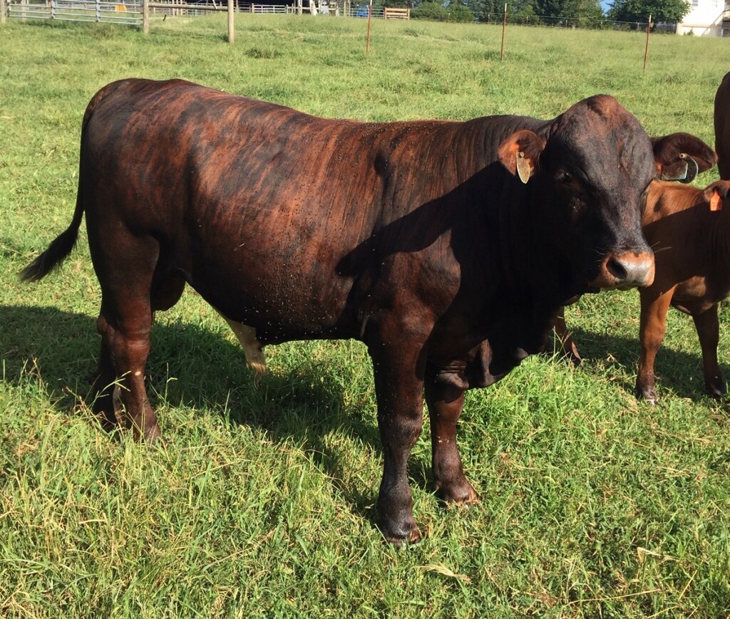 16 Month old Beefmaster Bull For Sale