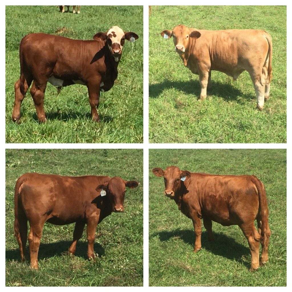Spring calves sired by CF Makers Mark