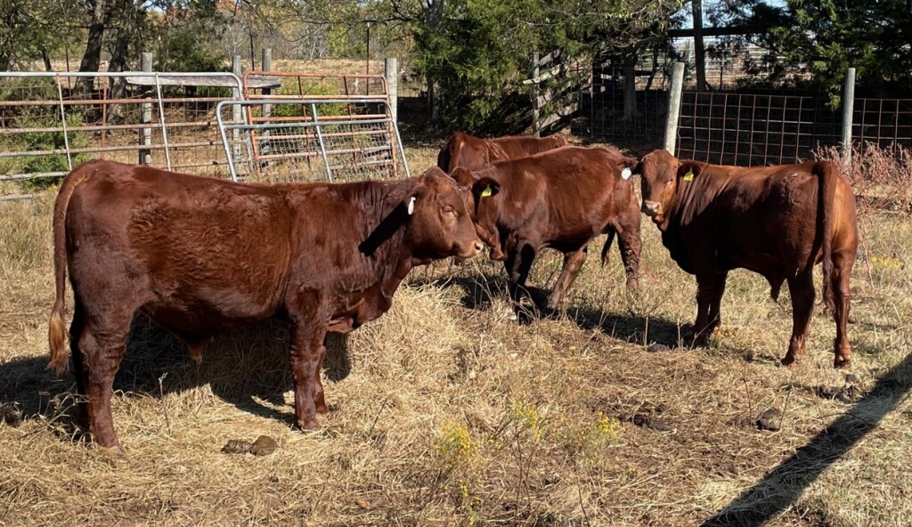 Beefmaster Bulls- 8-10 months old, sired by Cedar Oak Traveler